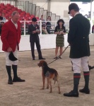 Hounds competing at the Great Yorkshire Show 2014